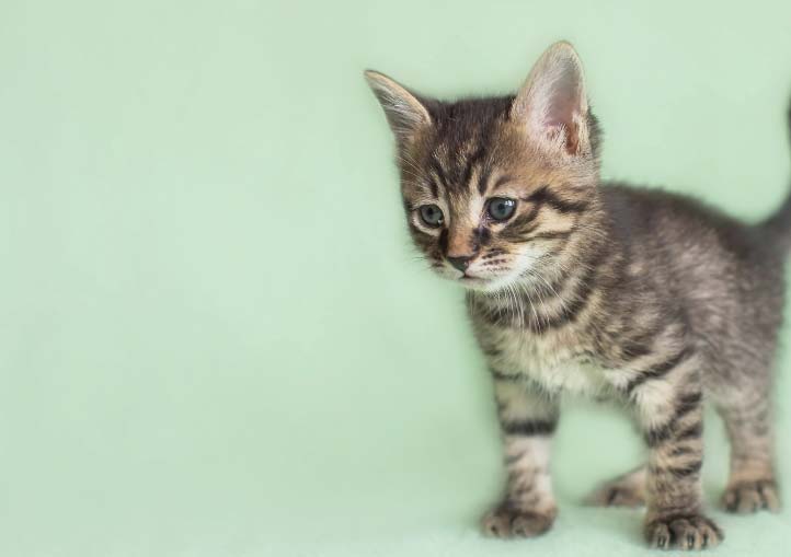 Neutering When should I get my pet neutered? Sandbeck Veterinary