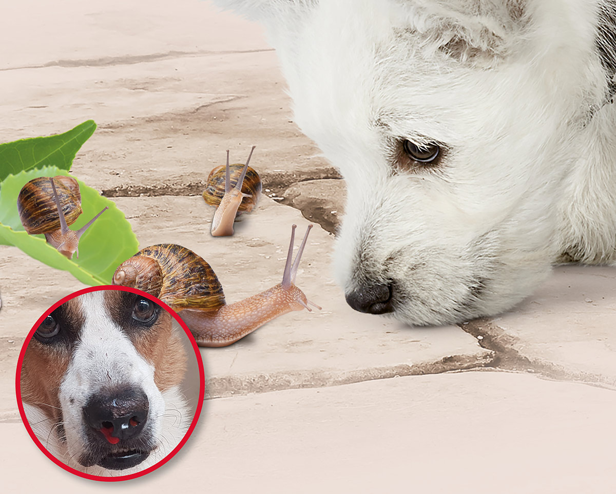 How Does A Dog Get Lungworm